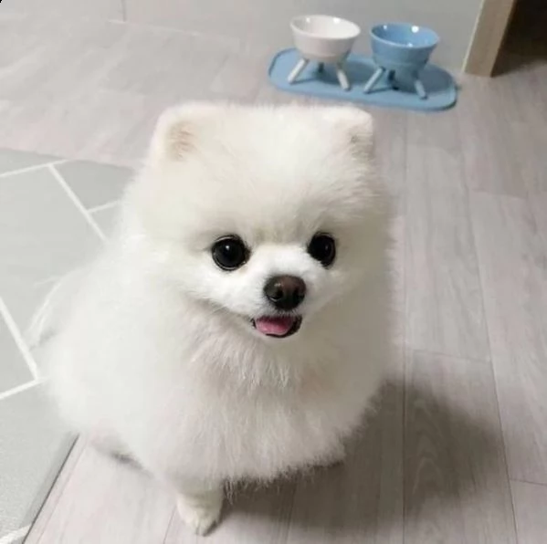 cuccioli di spitz pomerania mini toy  | Foto 0