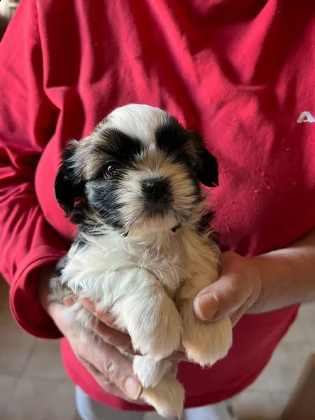 shitzu cuccioli  | Foto 0