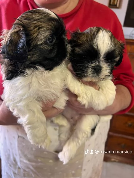 shitzu cuccioli 