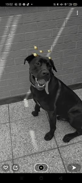 king cerca famiglia  | Foto 0