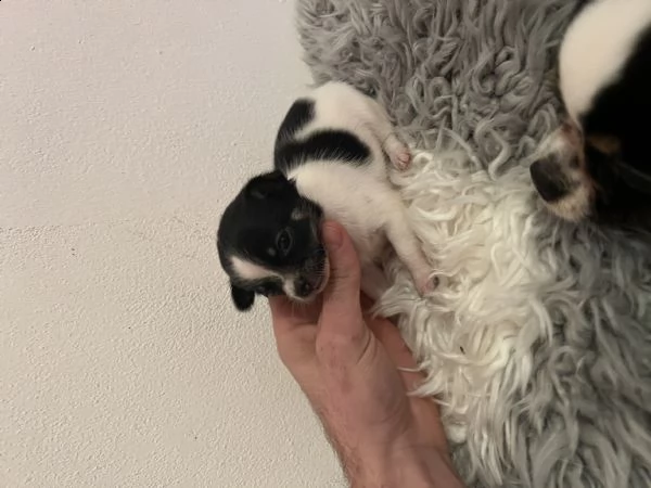 chihuahua femmina  | Foto 0