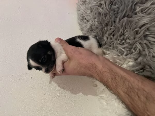 chihuahua femmina 