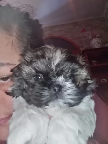 cucciolo maschio di shih tzu | Foto 1