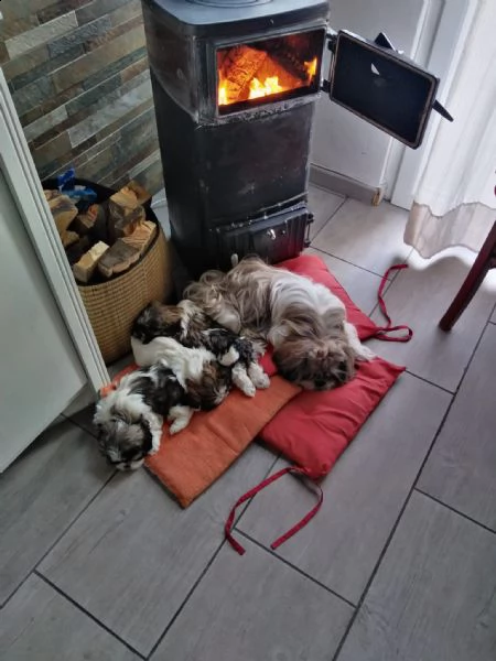 cucciolo maschio di shih tzu | Foto 0