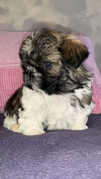 cucciolo maschio di shih tzu
