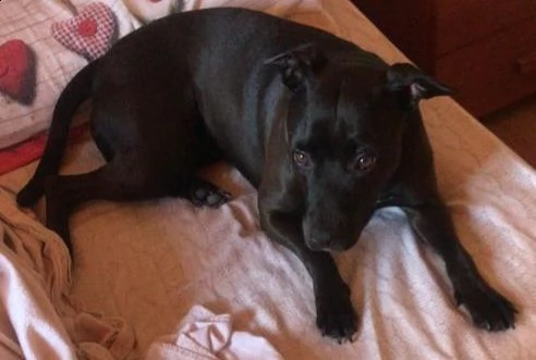 amstaff
