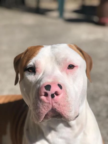 amstaff | Foto 2