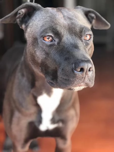 amstaff | Foto 1