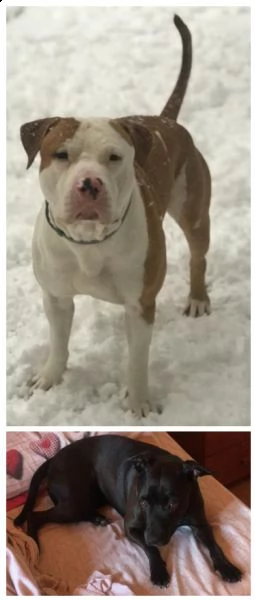 amstaff | Foto 0