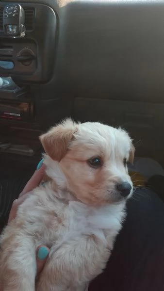 regalo il  cane taglia piccolo 