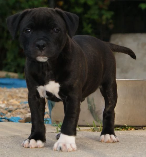 staffordshire bull terrier