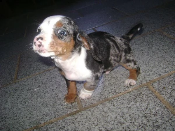 cuccioli di bassotto arlecchino | Foto 0