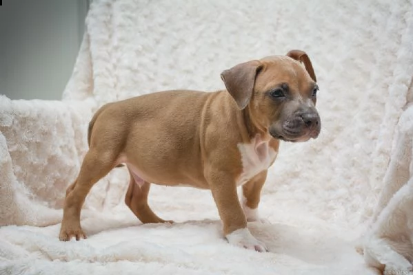 cuccioli di pit bull terrier