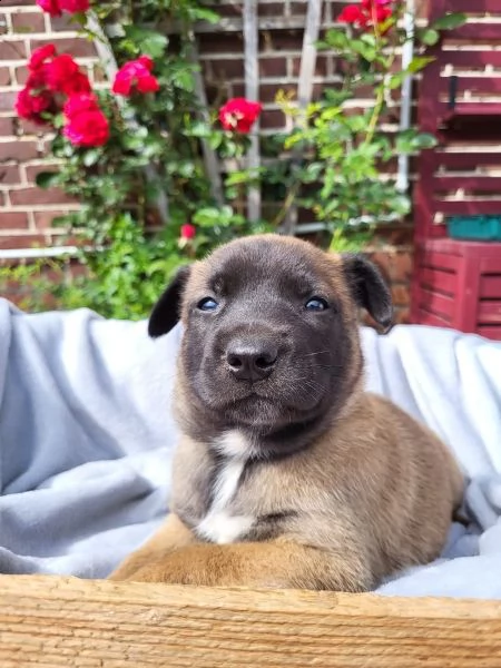 2 cuccioli di pastore belga malinois | Foto 1