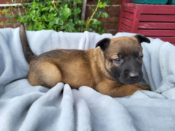 2 cuccioli di pastore belga malinois | Foto 0