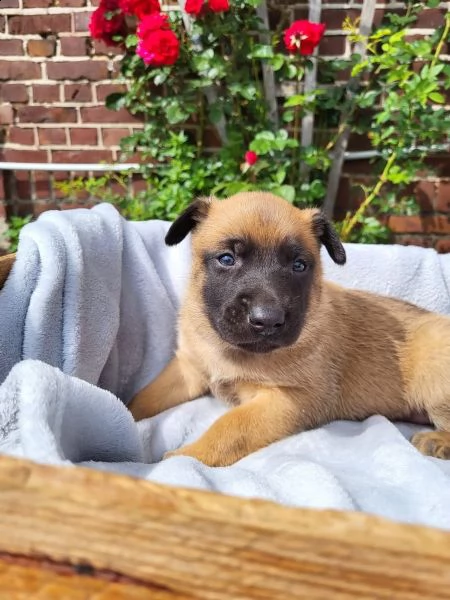 2 cuccioli di pastore belga malinois