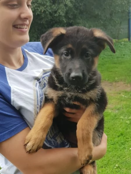 cuccioli di pastore tedesco | Foto 1
