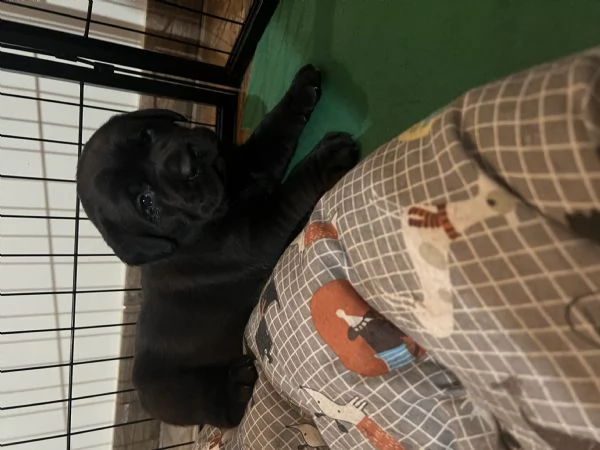 cuccioli di labrador retriver in vendita