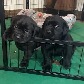 cuccioli di labrador retriver in vendita | Foto 2