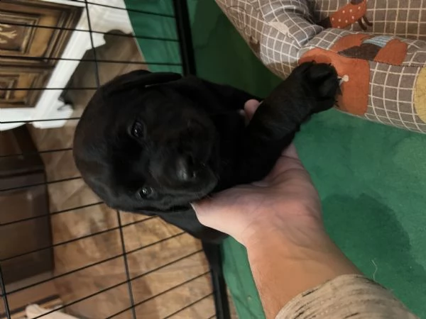 cuccioli di labrador retriver in vendita | Foto 1