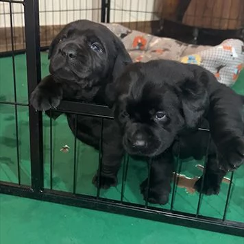 cuccioli di labrador retriver in vendita | Foto 0