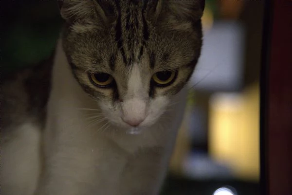 peonia. gatto in adozione