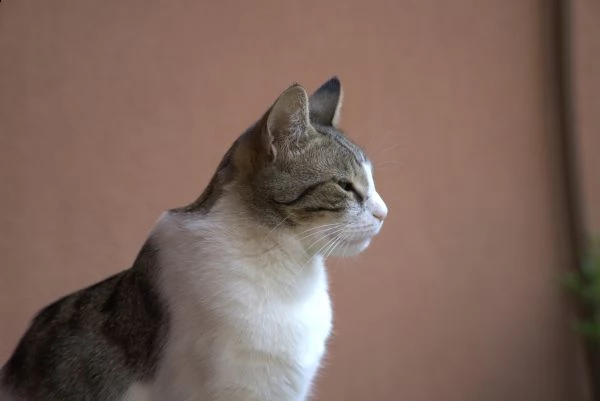 peonia. gatto in adozione | Foto 1