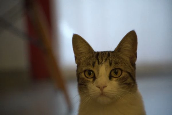 peonia. gatto in adozione | Foto 0