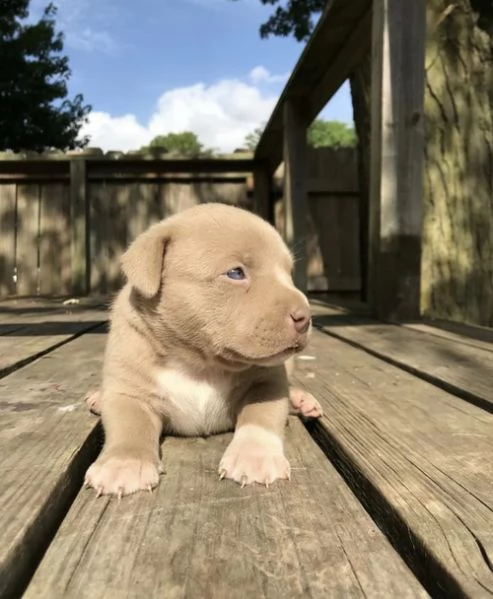 regalo bellissimi cuccioli di labrador 
