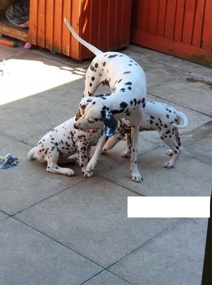bellissimi cuccioli di dalmata di famiglia