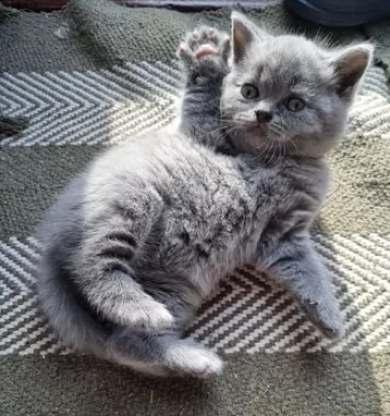 british gattini blue
