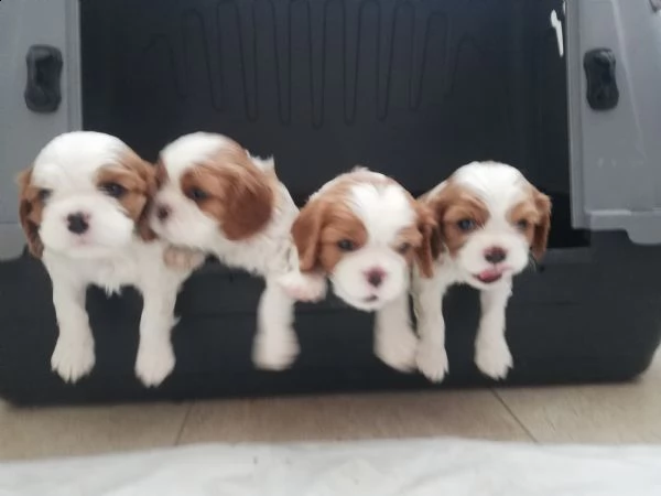cavalier king 