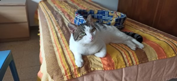 max gattone abbandonato, rischia il gattile
