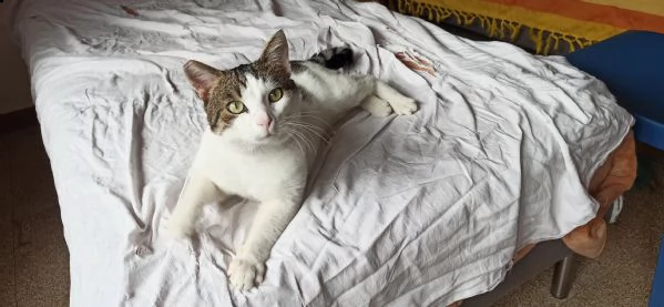 max gattone abbandonato, rischia il gattile | Foto 5