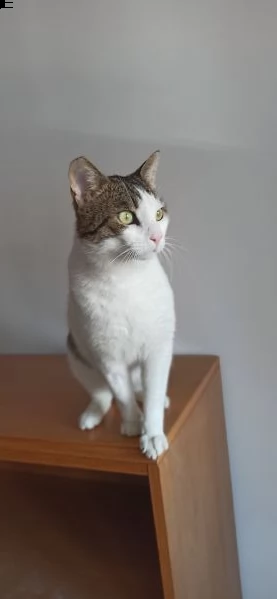 max gattone abbandonato, rischia il gattile | Foto 4