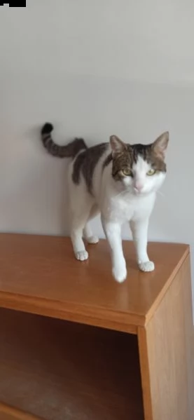 max gattone abbandonato, rischia il gattile | Foto 3