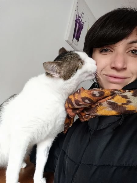 max gattone abbandonato, rischia il gattile | Foto 2