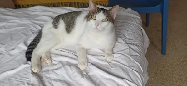 max gattone abbandonato, rischia il gattile | Foto 1