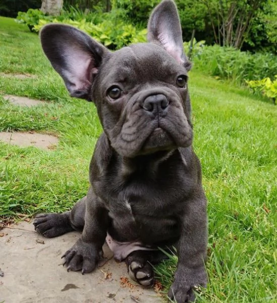 adorabili cuccioli di bulldog francese | Foto 1