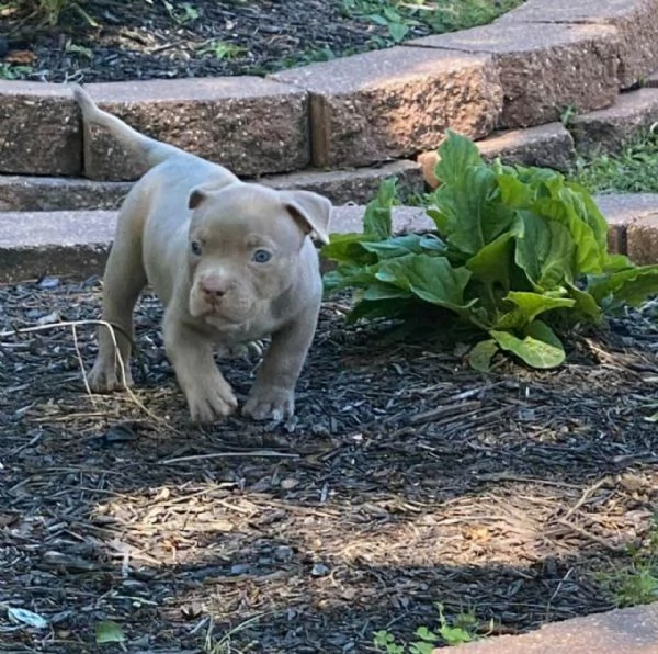pitbull tricolore giovane e deliziosa
