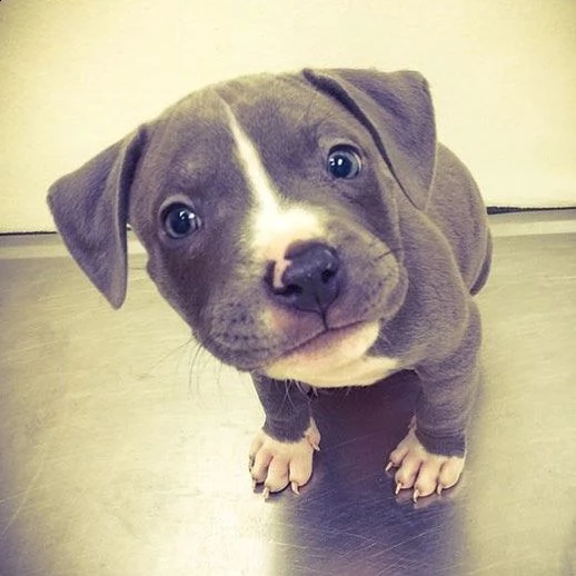 pitbull tricolore giovane e deliziosa | Foto 2