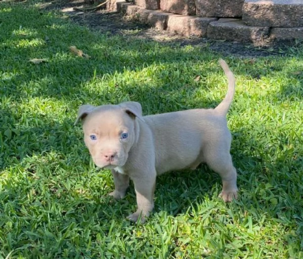 pitbull tricolore giovane e deliziosa | Foto 1