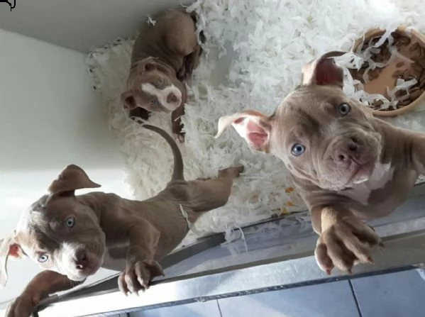pitbull tricolore giovane e deliziosa | Foto 0