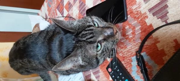 regalo gattina di 5 anni | Foto 0