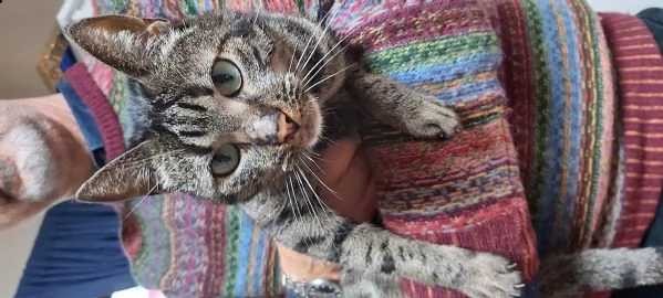 regalo gattina di 5 anni