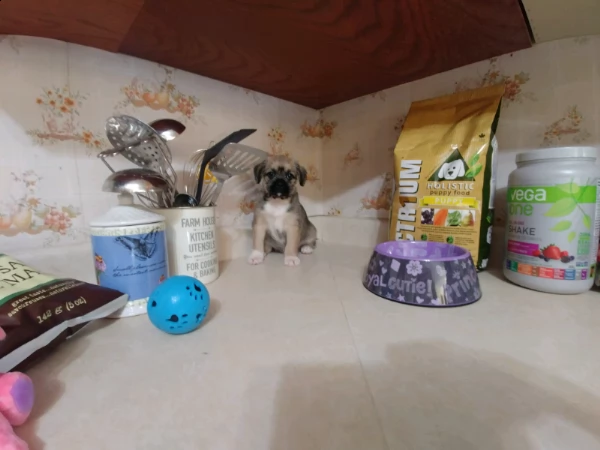 cuccioli di shih tzu | Foto 6