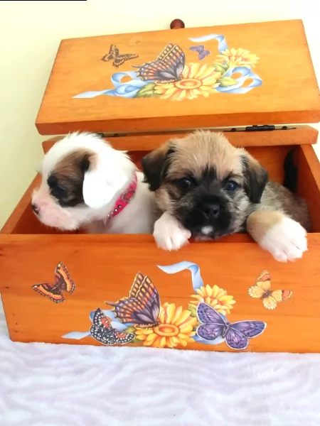 cuccioli di shih tzu | Foto 5