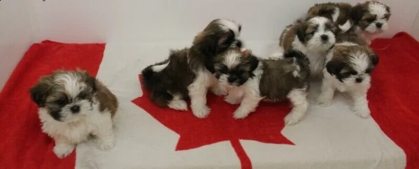 cuccioli di shih tzu