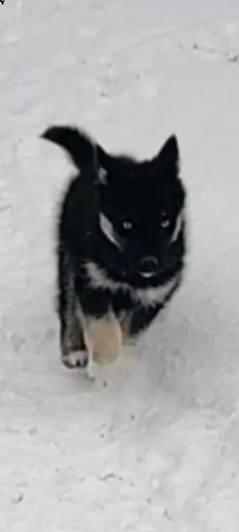 siberian husky | Foto 3