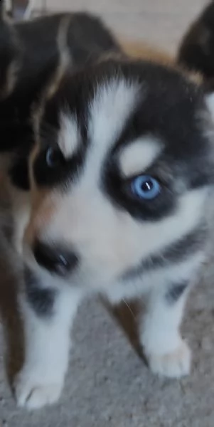 siberian husky | Foto 2